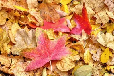 fallen leaves