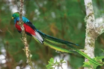 פאזל של QUETZAL