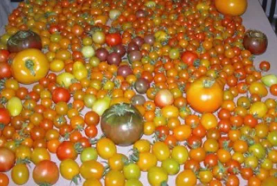 tomatoes