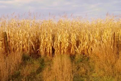 ready for the thresher