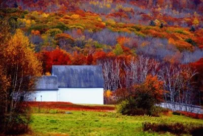 Maine farm