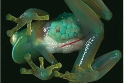 Rana de Cristal - Ecuador