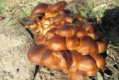 Flammulina Velutipes - Asia