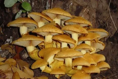 Gymnopilus Spectabilis - Chile