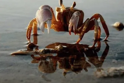 Cangrejo  -  SudÃ¡frica 2