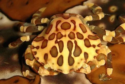 Cangrejo Decorado - Indonesia