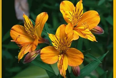 Alstroemeria Aurantiaca - Tasmania