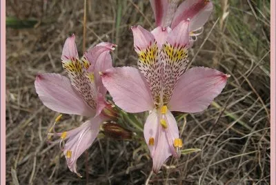 Alstroemeria Hookeri - Tasmania