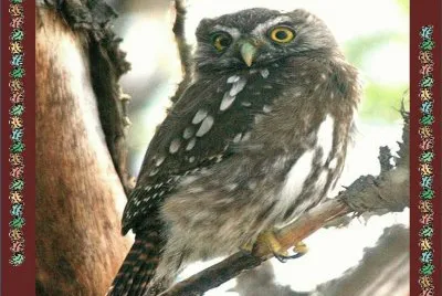 Austral Pygmy Owl