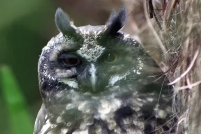 Stygian Owl
