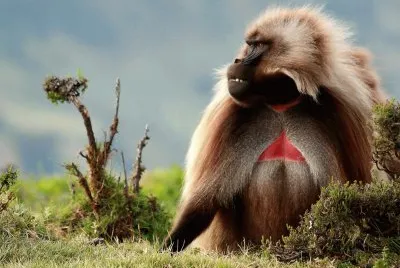 gelada