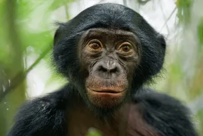 bonobo
