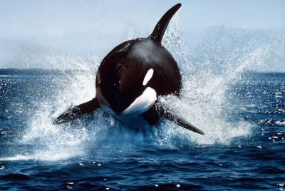 orca