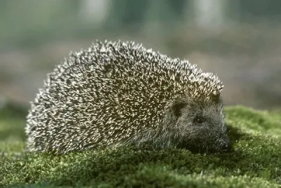 hedgehog