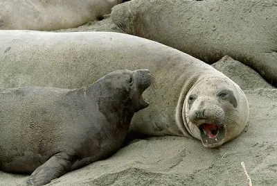 elephant seal