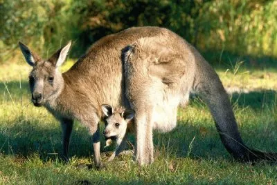 kangaroo mom