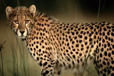 cheetah1
