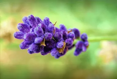 Lavender