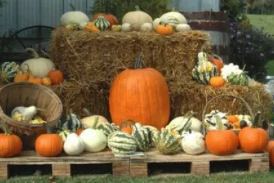farm display
