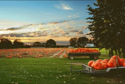 pumpkin field