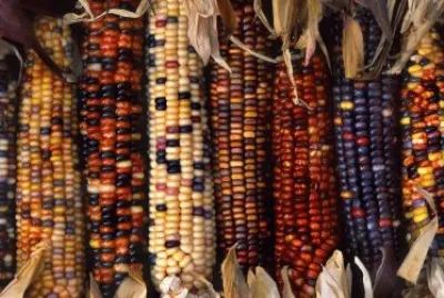 Indian corn