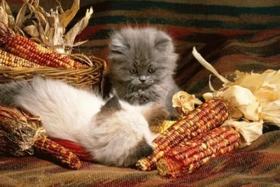 cats n corn