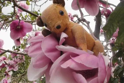Teddy bear in magnolia tree