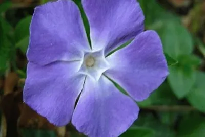 Vincapervinca (Vinca Minor)
