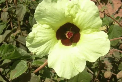 Hibiscus Ovalifolius