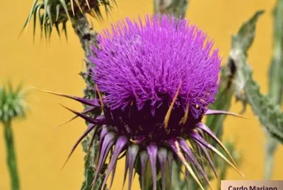 Cardo Mariano