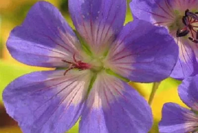 flores jigsaw puzzle