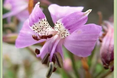 Alstroemeria Revoluta - Tasmania