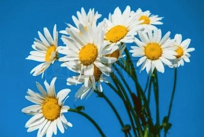 image jigsaw puzzle