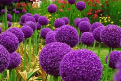 Pompones