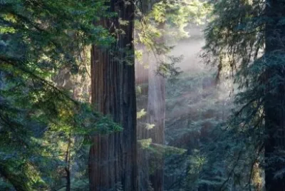 redwood forest