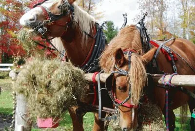 Horses lunch time