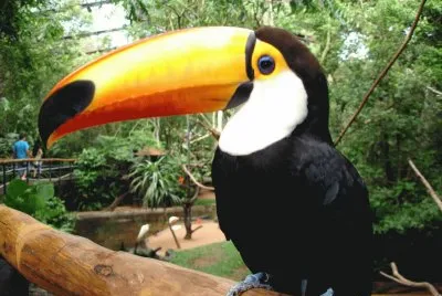 TUCAN jigsaw puzzle