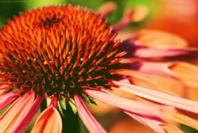 flor