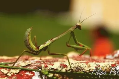 louvadeus