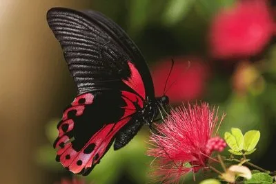 פאזל של close borboleta
