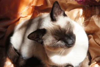 gato