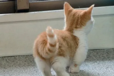 gatinho