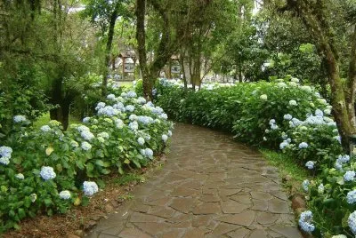 HortÃªncias