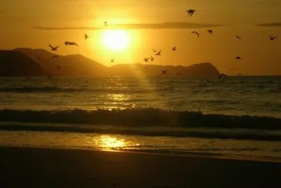PÃ¡ssaros sobrevoando o mar!