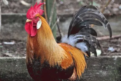 Rooster