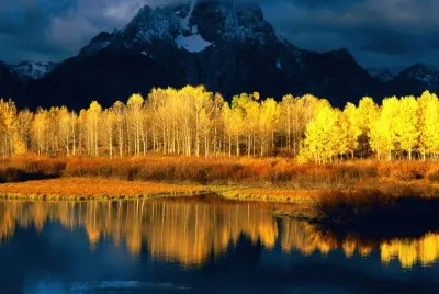 aspens at sunset