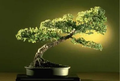 פאזל של Bonsai 1.
