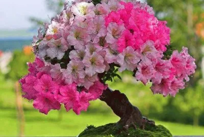 Bonsai 3.
