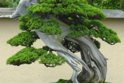 Bonsai 9.