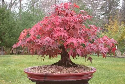 Bonsai 10.